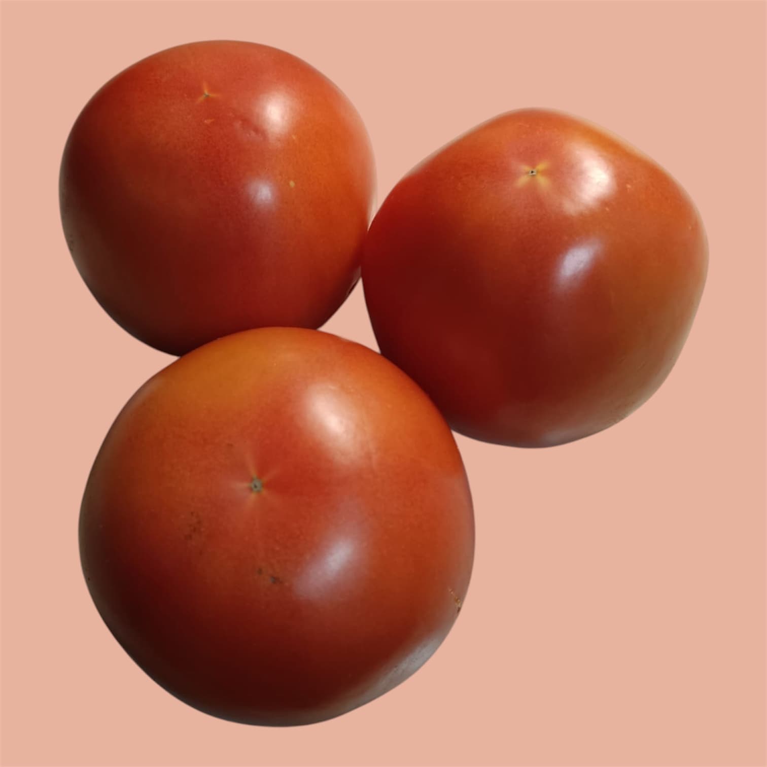 Tomate Alamina
